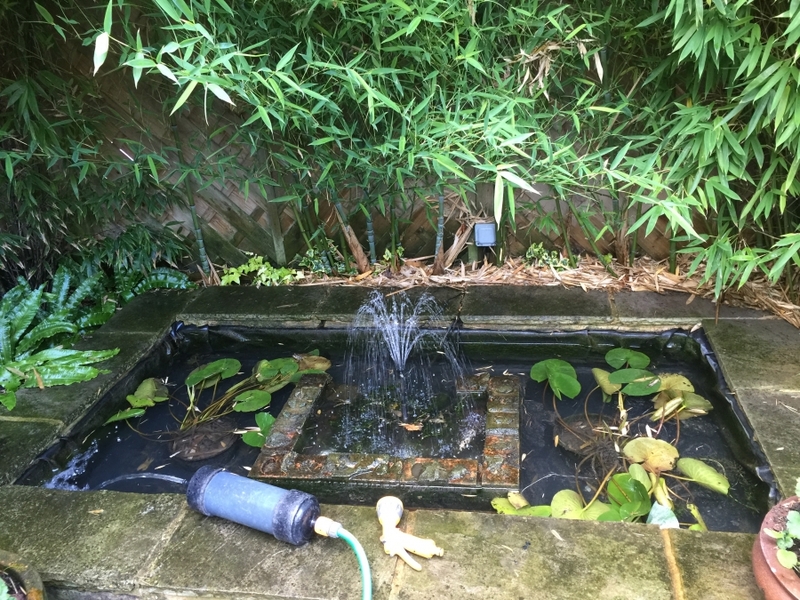 Canonbury Park, Islington, London pond clean