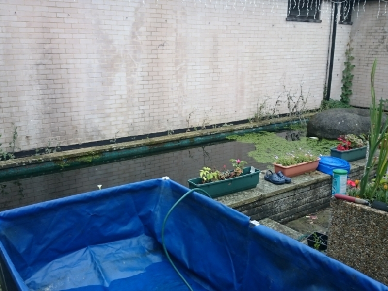 Pond clean in Thetford, Norfolk.