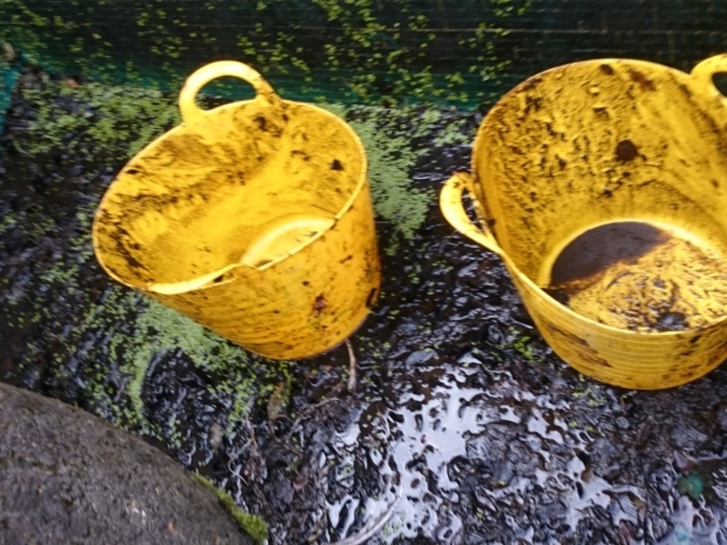 Pond clean in Thetford, Norfolk.