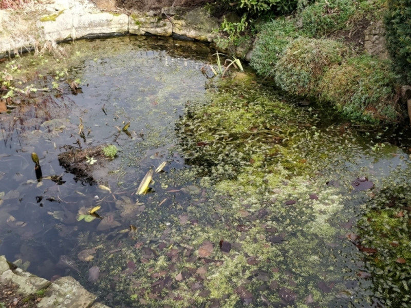 Pond clean, Bridge repair and aeration installation in Bury St Edmunds, Suffolk.