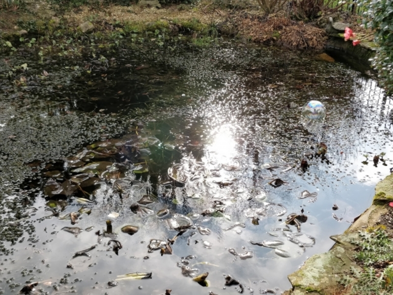 Pond clean, Bridge repair and aeration installation in Bury St Edmunds, Suffolk.