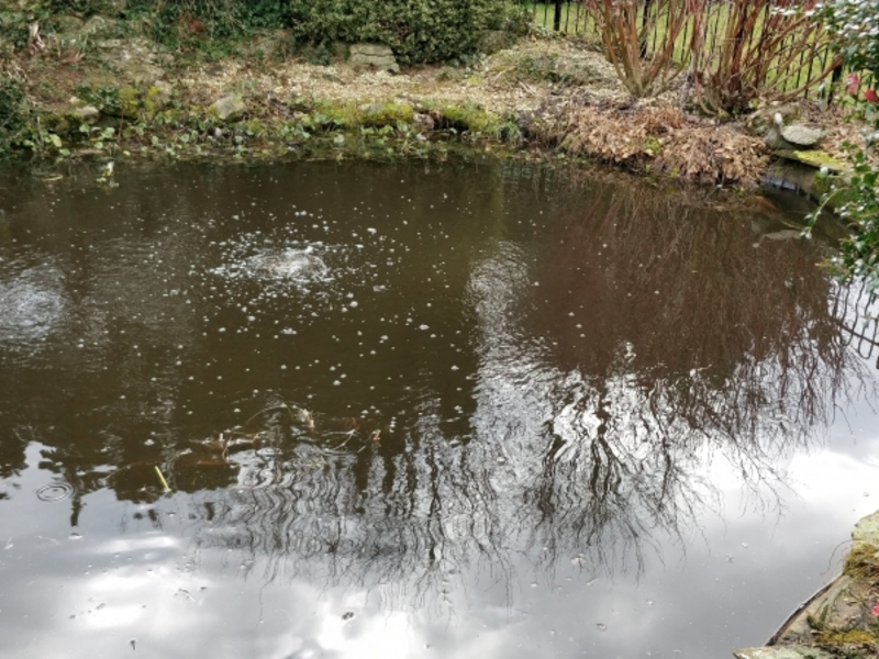 Pond clean, Bridge repair and aeration installation in Bury St Edmunds, Suffolk.