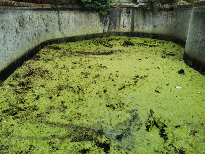 Pond and waterfall cleaning in Brentwood, Essex