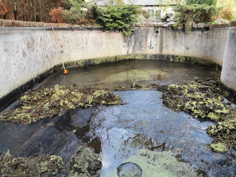 Pond and waterfall cleaning in Brentwood, Essex