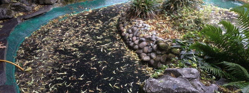 Pond cleaning and resealing in Hampstead Heath, London.