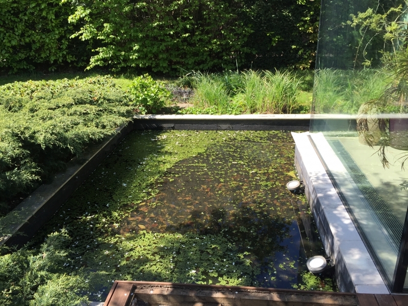 Pond clean in Putney, London