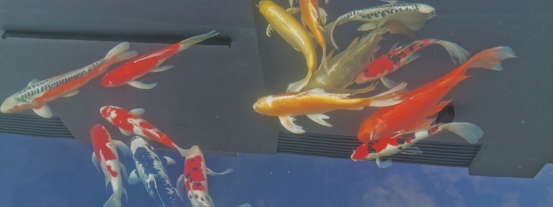 Koi Pond build in Cheshunt Hertfordshire Koi Pond build in Cheshunt Hertfordshire