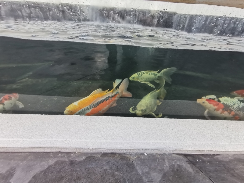 Koi Pond build in Cheshunt Hertfordshire