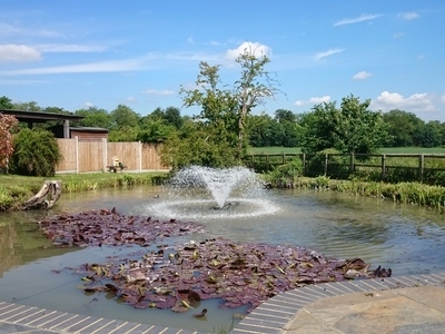 Ongar, Essex weed removal and fountain install