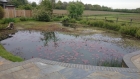 Ongar, Essex weed removal and fountain install