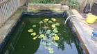 Loughton Essex pond clean