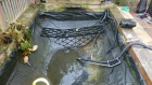 Loughton Essex pond clean