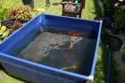 Sawbridgeworth Hertfordshire pond liner replacement using Firestone epdm.