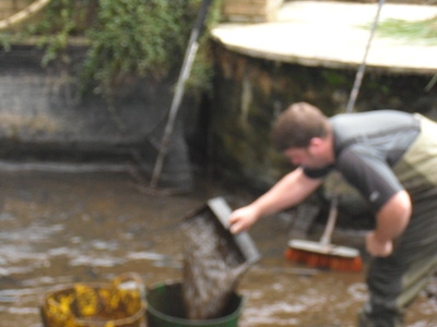 Great Hallingbury Essex pond clean