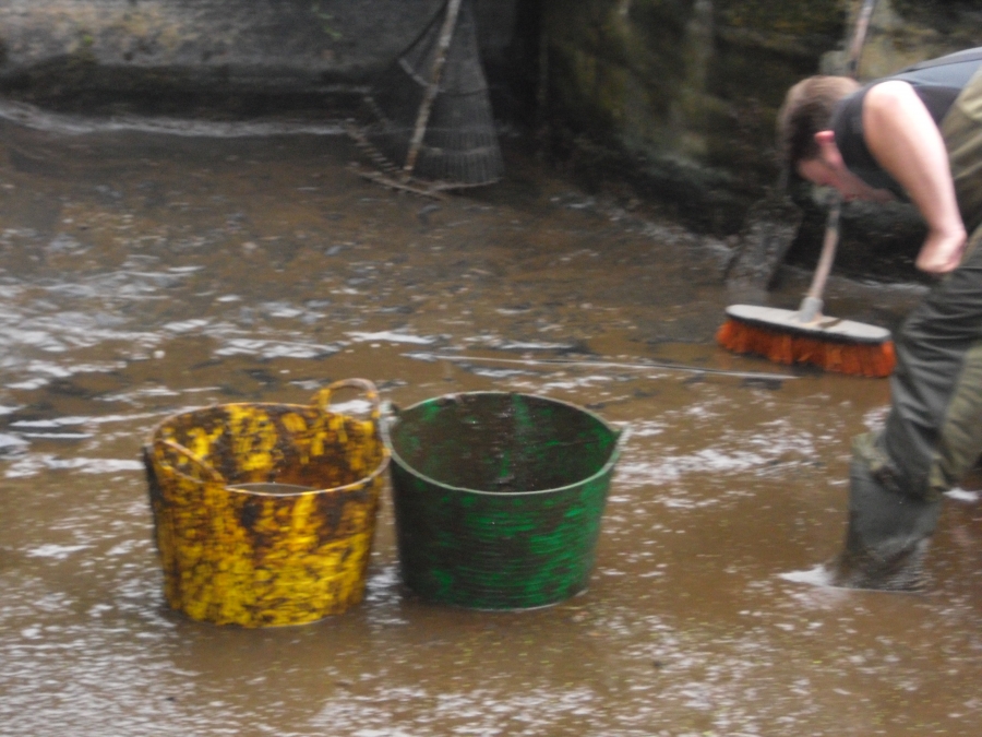 Great Hallingbury Essex pond clean