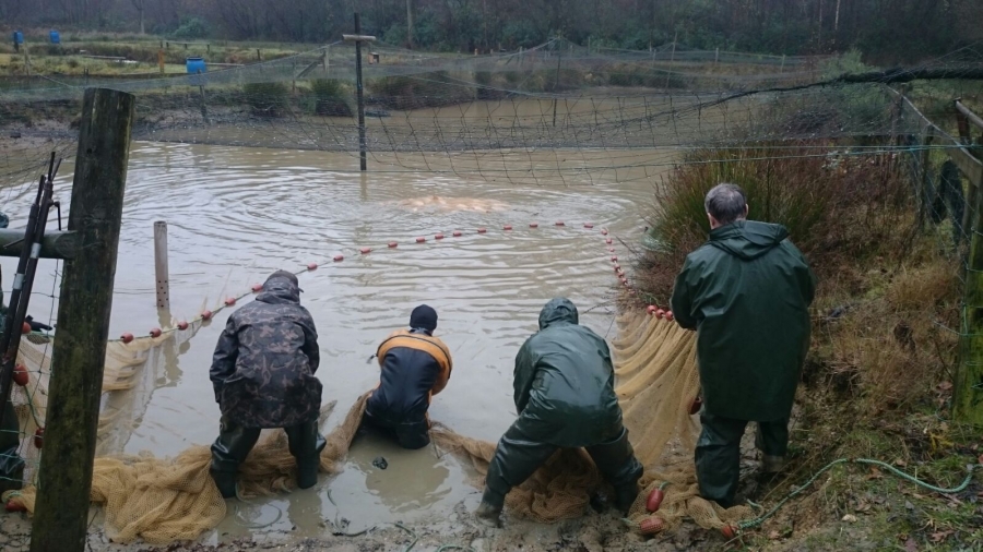 Great Hallingbury, Essex stock pond construction, Firestone EPDM linings, Fish supply and fish transportation