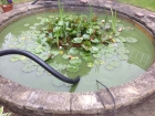 Southgate, London pond clean