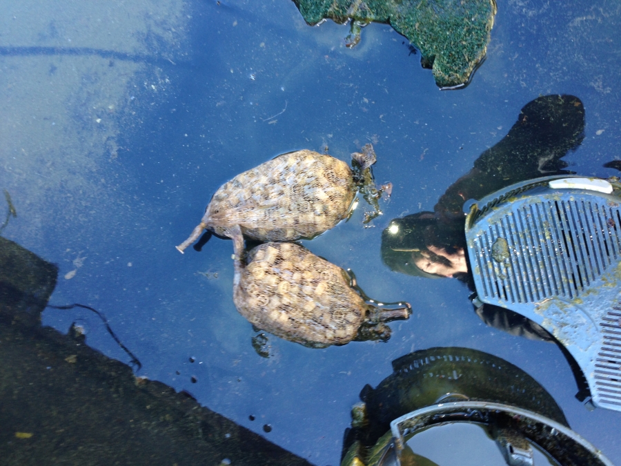 Girton, Cabridgeshire pond clean