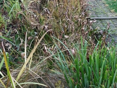 Hanwell, London pond clean