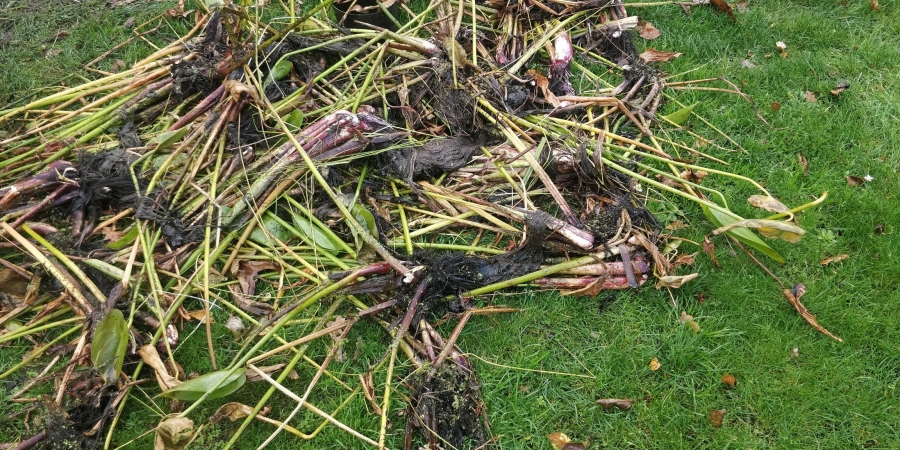 Hanwell, London pond clean