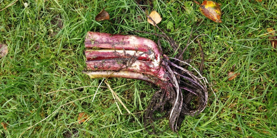 Hanwell, London pond clean