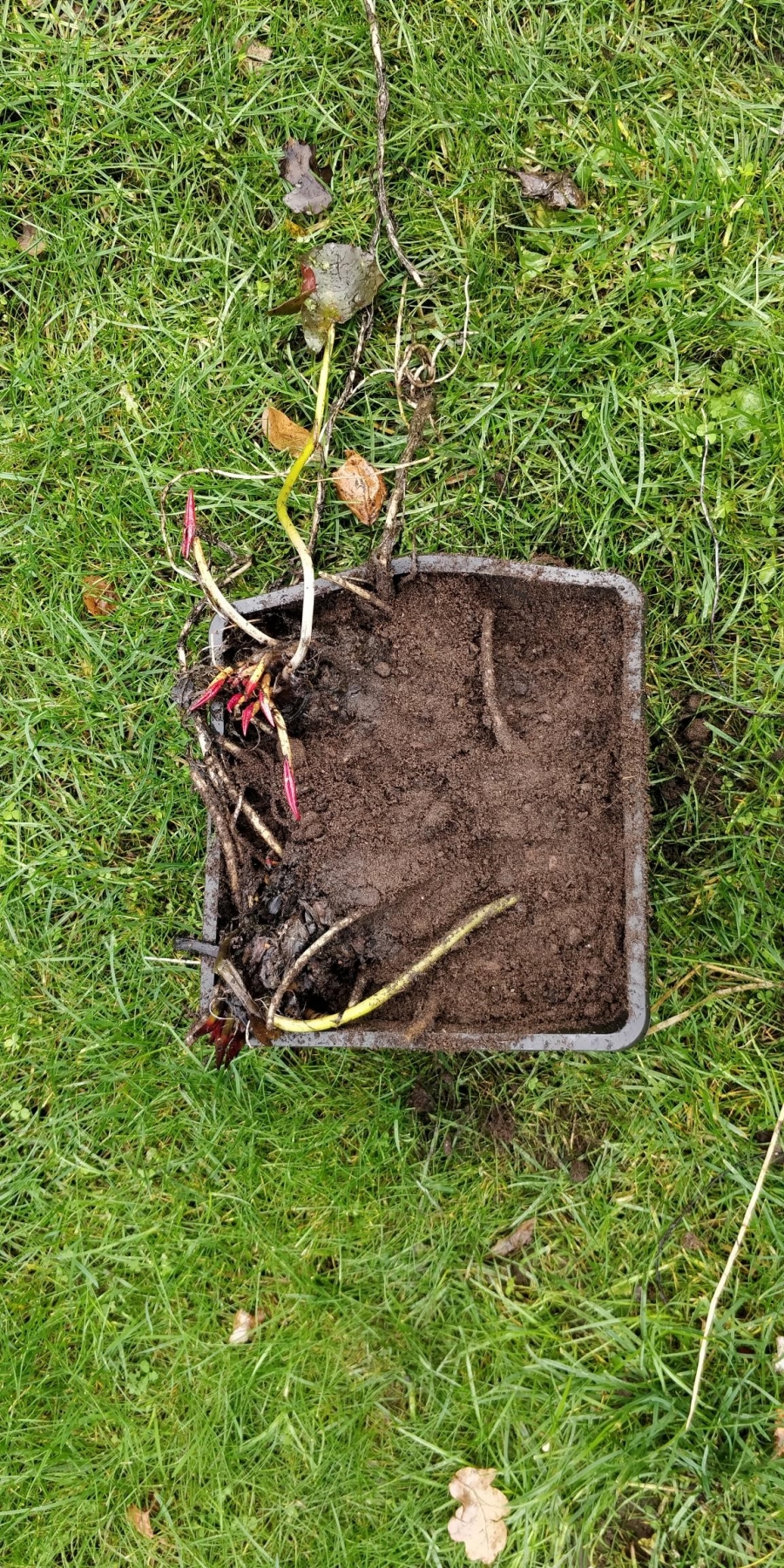 Hanwell, London pond clean