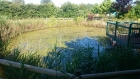 Over, Cambridgeshire weed removal and fountain