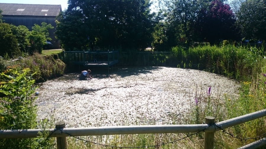 Over, Cambridgeshire weed removal and fountain