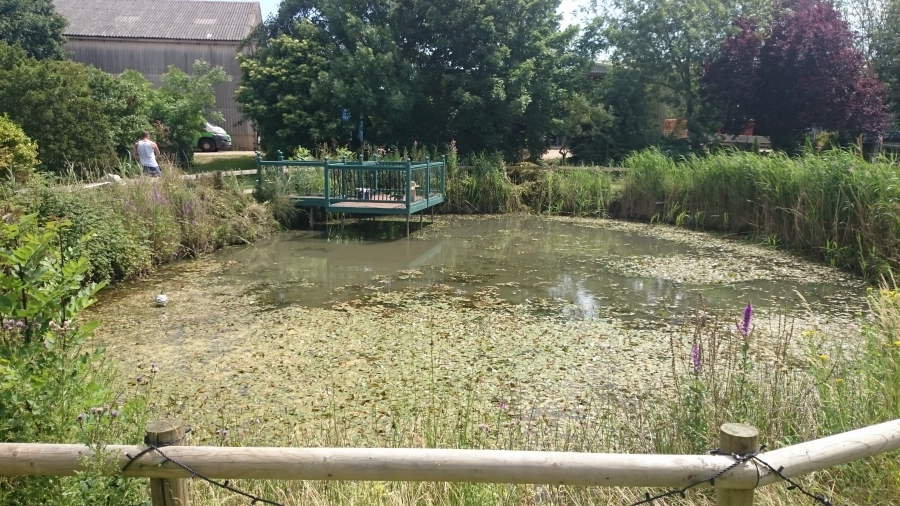 Over, Cambridgeshire weed removal and fountain