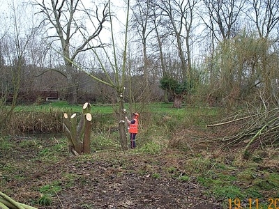 Amwell Magna Fishery Tree works along River Lea Stansted Abbotts Hertfordshire