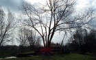 Amwell Magna Fishery Tree works along River Lea Stansted Abbotts Hertfordshire