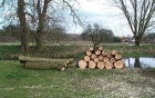 Amwell Magna Fishery Tree works along River Lea Stansted Abbotts Hertfordshire