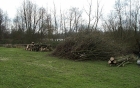 Amwell Magna Fishery Tree works along River Lea Stansted Abbotts Hertfordshire