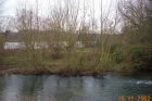 Amwell Magna Fishery Tree works along River Lea Stansted Abbotts Hertfordshire