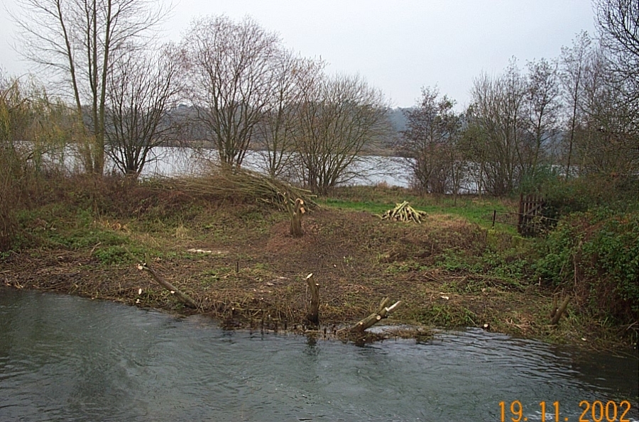 Amwell Magna Fishery Tree works along River Lea Stansted Abbotts Hertfordshire