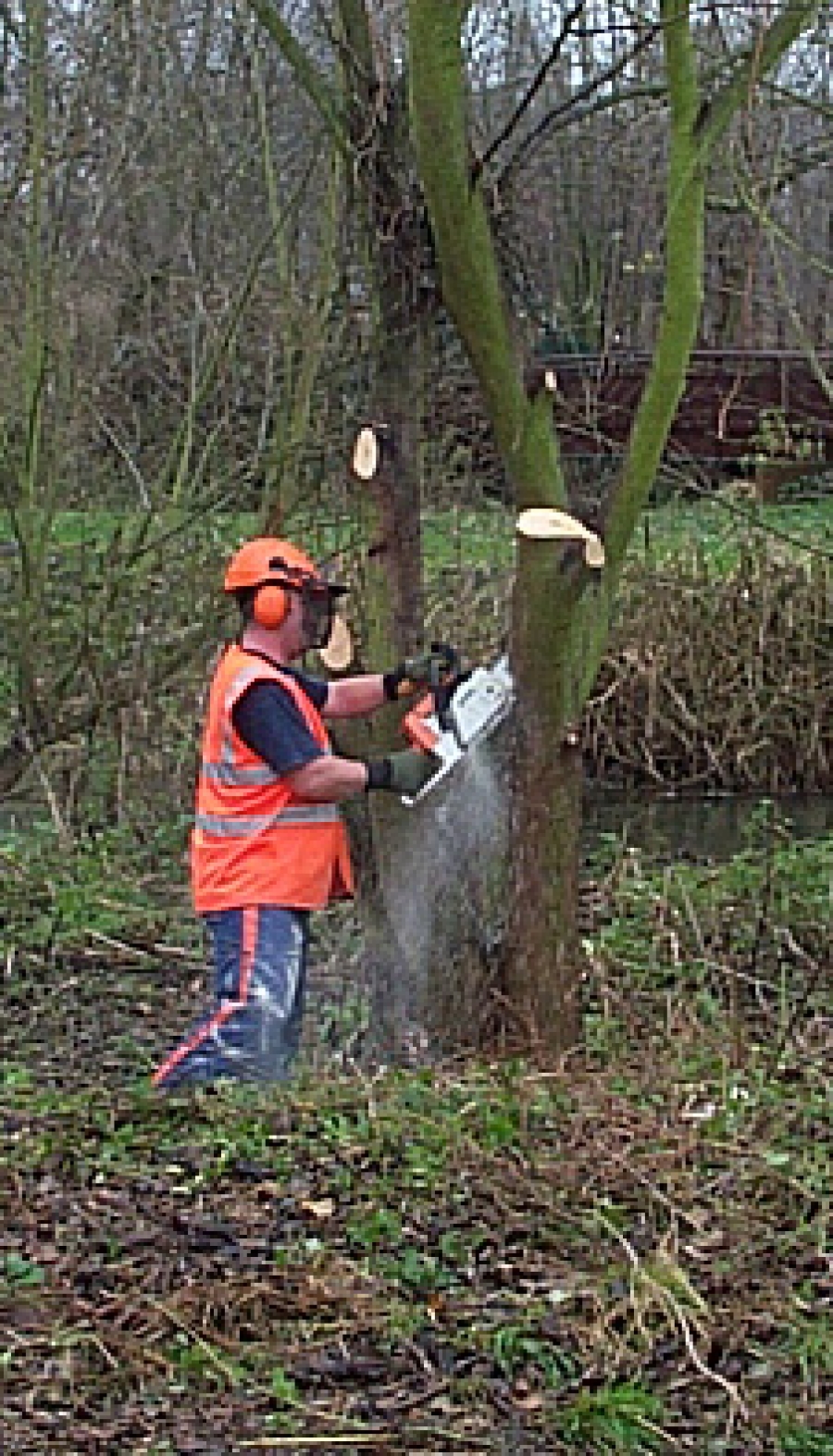 Amwell Magna Fishery Tree works along River Lea Stansted Abbotts Hertfordshire