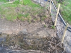 Reedbed creation for water Voles Canvey Island Essex