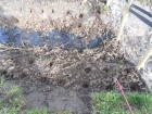 Reedbed creation for water Voles Canvey Island Essex