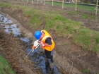 Reedbed creation for water Voles Canvey Island Essex