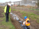 Reedbed creation for water Voles Canvey Island Essex