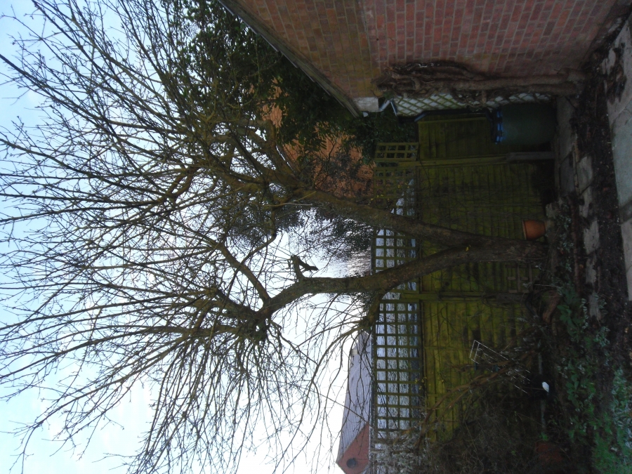 Tree removal over pond in Welham Green Hertfordshire