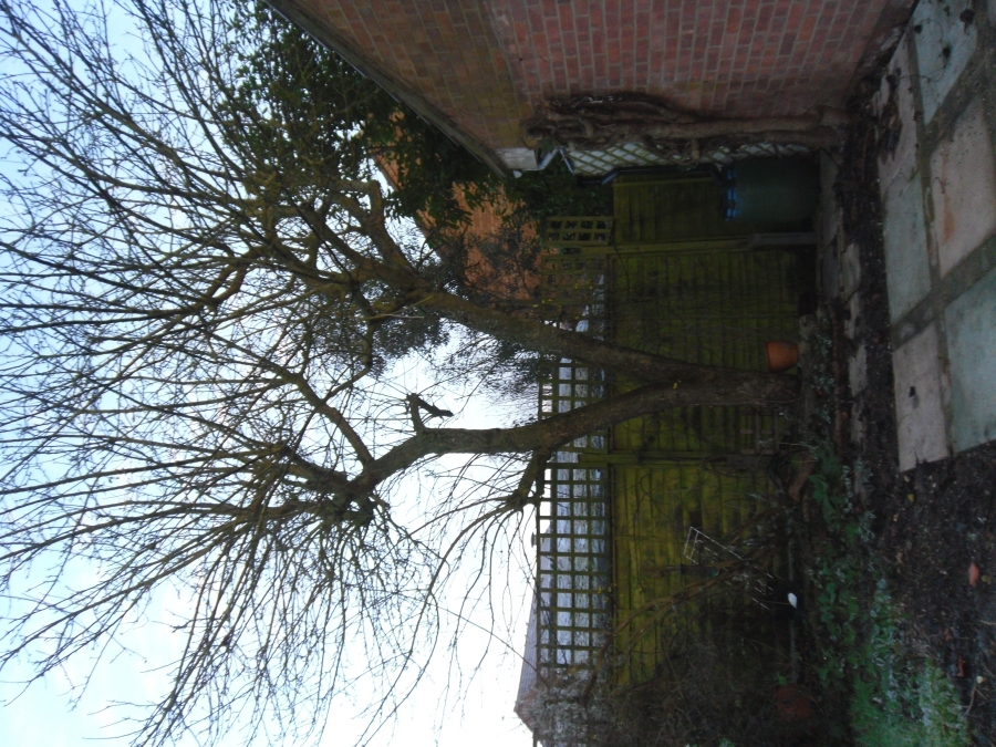 Tree removal over pond in Welham Green Hertfordshire