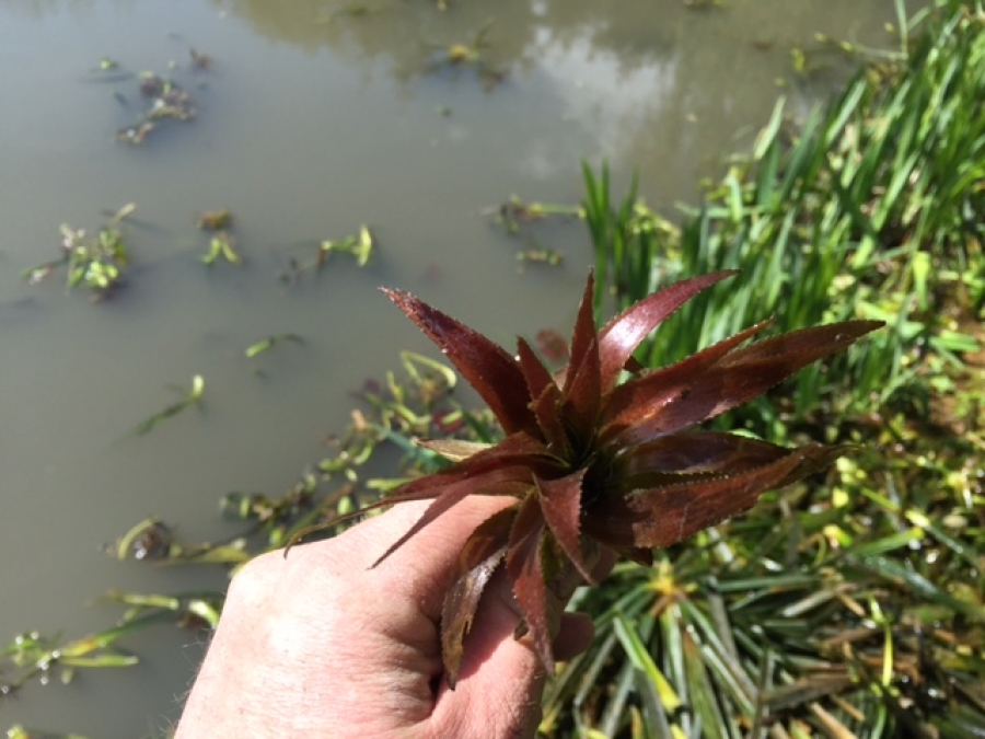 Excess aquatic vegetation removal South Wooden Ferris Essex