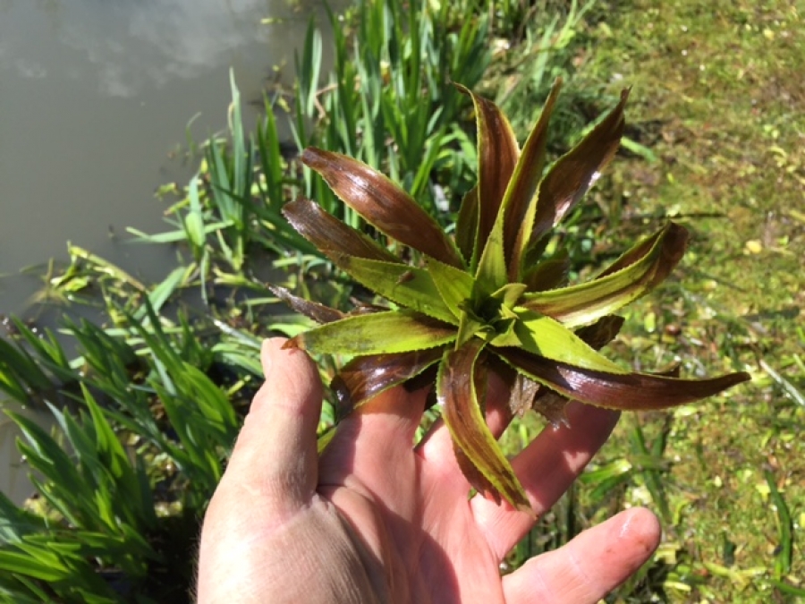 Excess aquatic vegetation removal South Wooden Ferris Essex