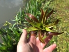 Excess aquatic vegetation removal South Wooden Ferris Essex