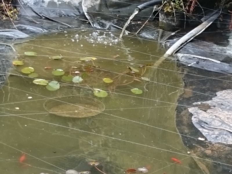 Stansted Mountfitchet Essex pond clean