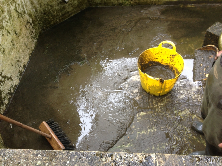 Pond Cleaning