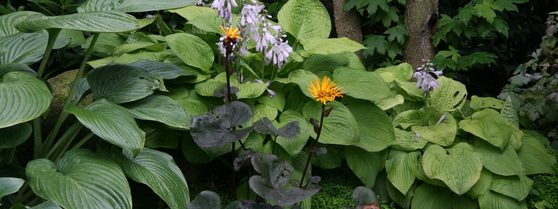 Aquatic Plant Suppliers Aquatic Plant Suppliers