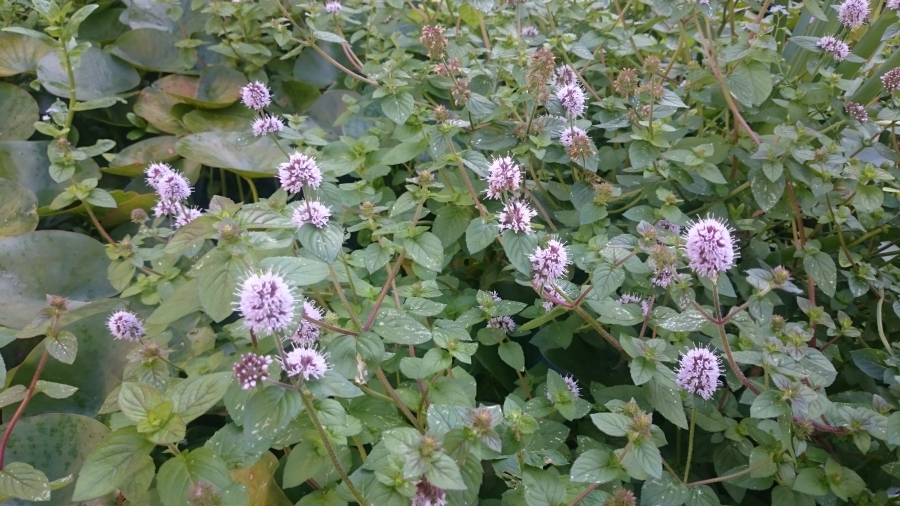 Aquatic best sale plant suppliers