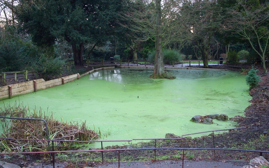 Aquatic Weed Control